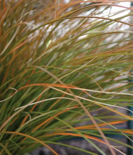 Carex Testacea, New Zealand Hair Sedge, Orange Sedge, Ornamental grasses, Ornamental grass, Decorative grasses, grasses, perennial grasses