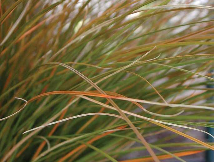 Carex Testacea, New Zealand Hair Sedge, Orange Sedge, Ornamental grasses, Ornamental grass, Decorative grasses, grasses, perennial grasses