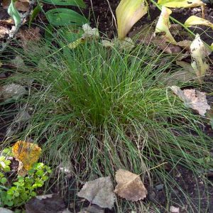 Carex appalachica, Appalachian Sedge, Ornamental grasses, Ornamental grass, Decorative grasses, grasses, perennial grasses