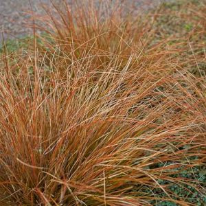 Carex buchananii, Leatherleaf Sedge, Carex 'Buchanni', Ornamental grasses, Ornamental grass, Decorative grasses, grasses, perennial grasses