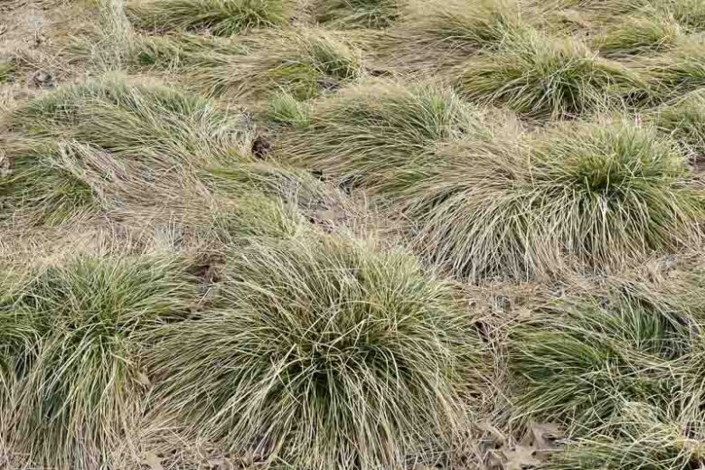 Carex Comans 'Frosted Curls', New Zealand Hair Sedge 'Frosted Curls', New Zealand Sedge 'Frosted Curls', Ornamental grasses, Ornamental grass, Decorative grasses, grasses, perennial grasses