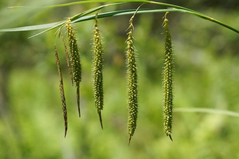 Carex crinita, Fringed Sedge, Ornamental grasses, Ornamental grass, Decorative grasses, grasses, perennial grasses
