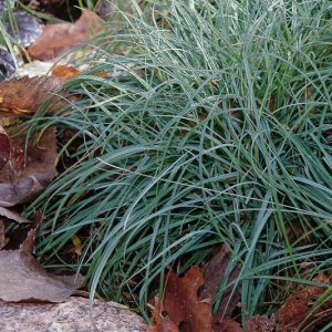 Carex flacca 'Blue Zinger', Blue Sedge 'Blue Zinger', Glaucous Sedge 'Blue Zinger', Carnation Grass 'Blue Zinger', Ornamental grasses, Blue Grass, Carex glauca