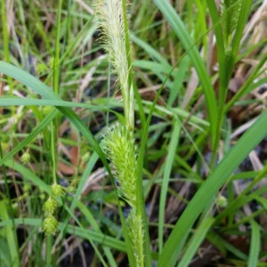 Carex lupulina, Hop Sedge, Ornamental grasses, Ornamental grass, Decorative grasses, grasses, perennial grasses