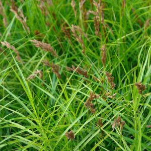 Carex muskingumensis, Muskingum Sedge, Palm Sedge, Ornamental grasses, Ornamental grass, Decorative grasses, grasses, perennial grasses