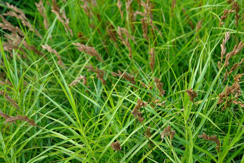 Carex muskingumensis (Palm Sedge)