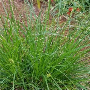 Carex tumulicola, Berkeley Sedge, Foothill Sedge, Slender Sedge, Split Awn Sedge, Splitawn Sedge, Ornamental grasses, California Native Grasses