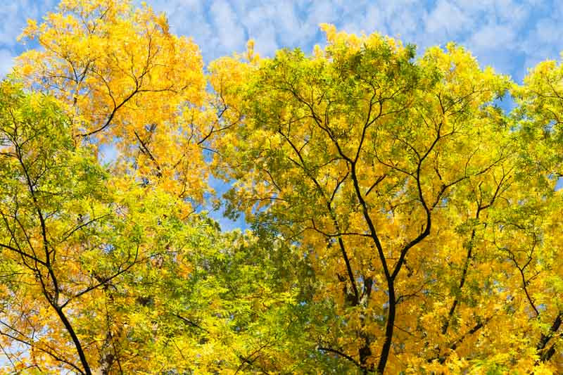 Bitternut Hickory Tree Diseases