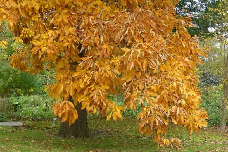 Carya ovata, Shagbark Hickory, Shell-Bark Hickory, Little Shell-Bark Hickory, Shellbark Hickory, Deciduous Tree, Fall Color, Fruit Tree