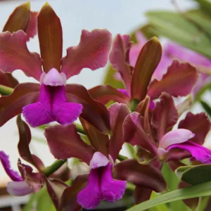 Cattleya bicolor, Corsage Orchid, Bicolored Cattleya, Purple Orchids, Fragrant Orchids, Easy Orchids, Easy to Grow Orchids