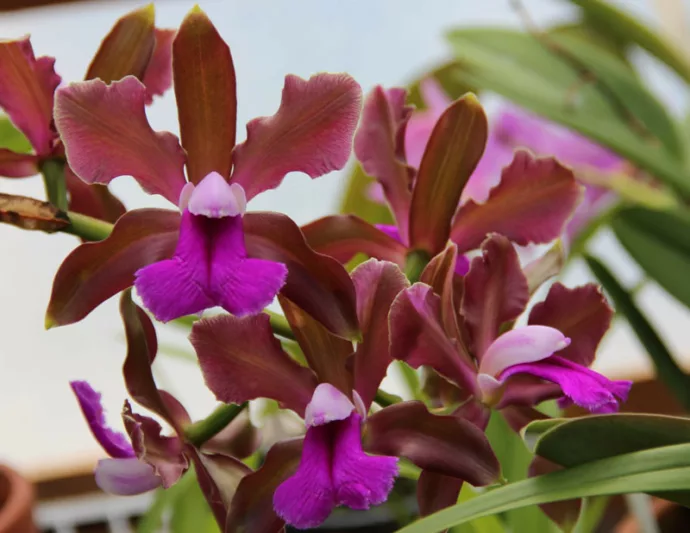 Cattleya bicolor, Corsage Orchid, Bicolored Cattleya, Purple Orchids, Fragrant Orchids, Easy Orchids, Easy to Grow Orchids