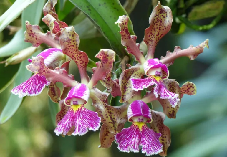 Cattleya schilleriana, Consul Schiller's Cattleya, Epidendrum schillerianum, Purple Orchids, Fragrant Orchids, Easy Orchids, Easy to Grow Orchids