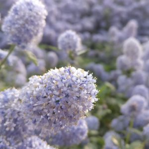 Ceanothus  'Remote Blue', California Lilac Remote Blue, Mountain Lilac, Blue Flowers, Fragrant Shrubs, Evergreen Shrubs
