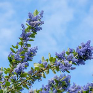 Ceanothus thyrsiflorus, Blueblossom, Bluebrush, Blue Blossom, Blue Flowers, Fragrant Shrubs, Evergreen Shrubs