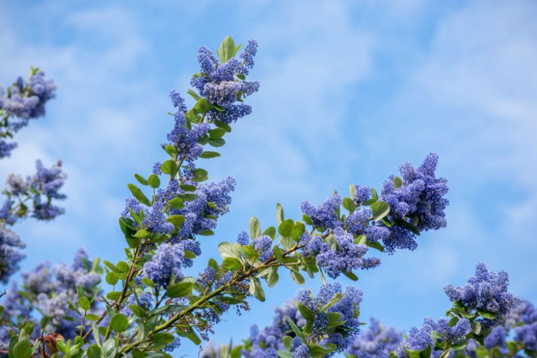 Ceanothus thyrsiflorus, Blueblossom, Bluebrush, Blue Blossom, Blue Flowers, Fragrant Shrubs, Evergreen Shrubs