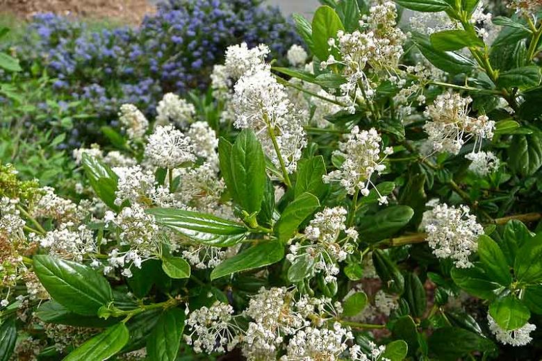 Ceanothus thyrsiflorus 'Snow Flurry', California Lilac 'Snow Flurry', White Flowers, Fragrant Shrubs, Evergreen Shrubs