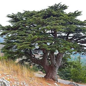Cedrus libani, Cedar of Lebanon, Cedrus libani subsp. libani, Conifer, Evergreen Tree