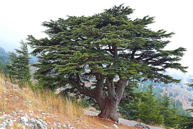 Cedrus libani, Cedar of Lebanon, Cedrus libani subsp. libani, Conifer, Evergreen Tree