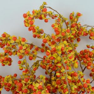 Celastrus orbiculatus, Asian Bittersweet, Oriental Bittersweet, Staff Vine, Celastrus articulatus, Orange Vines, Orange Berries