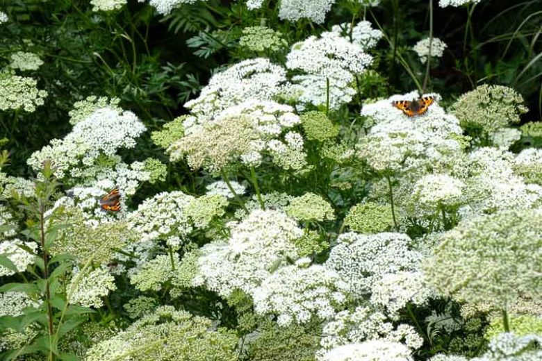 Cenolophium Denudatum, Baltic Parsley. White Flowers, perennial plants, long-lasting flowers, drought tolerant perennials