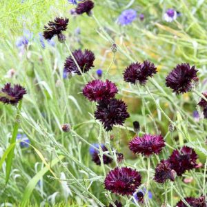 Centaurea Cyanus 'Black Gem', Cornflower 'Black Gem', Bachelor's Button 'Black Gem', Balck Centaurea, Black Cornflower, Black Bachelor's  Button