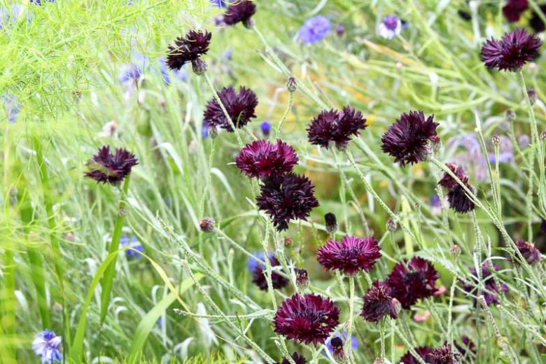 Centaurea Cyanus 'Black Gem', Cornflower 'Black Gem', Bachelor's Button 'Black Gem', Balck Centaurea, Black Cornflower, Black Bachelor's  Button