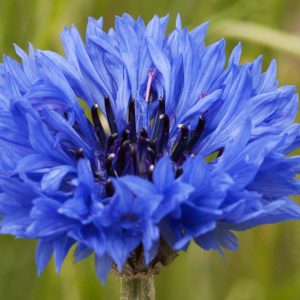 Centaurea Cyanus 'Blue Diadem', Cornflower 'Blue Diadem', Bachelor's Button 'Blue Diadem', Blue Centaurea, Blue Cornflower, Blue Bachelor's  Button