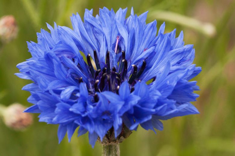 Centaurea Cyanus 'Blue Diadem', Cornflower 'Blue Diadem', Bachelor's Button 'Blue Diadem', Blue Centaurea, Blue Cornflower, Blue Bachelor's  Button