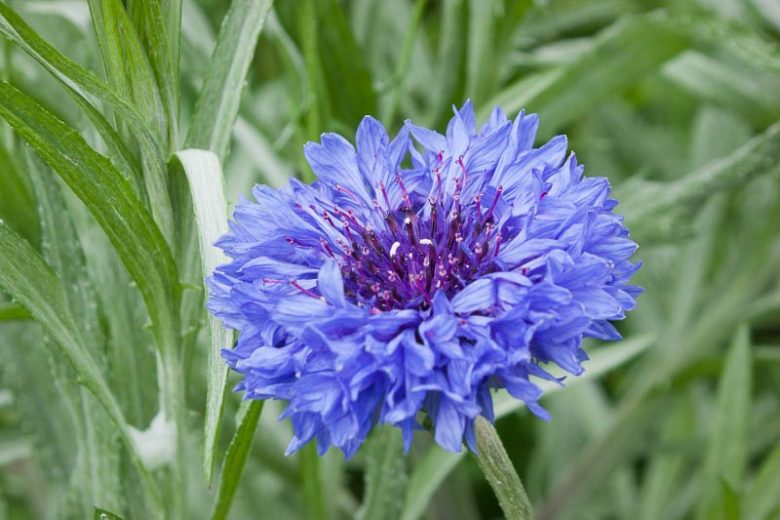 Centaurea Cyanus 'Jubilee Gem', Cornflower 'Jubilee Gem', Bachelor's Button 'Jubilee Gem', Blue Centaurea, Blue Cornflower, Blue Bachelor's  Button