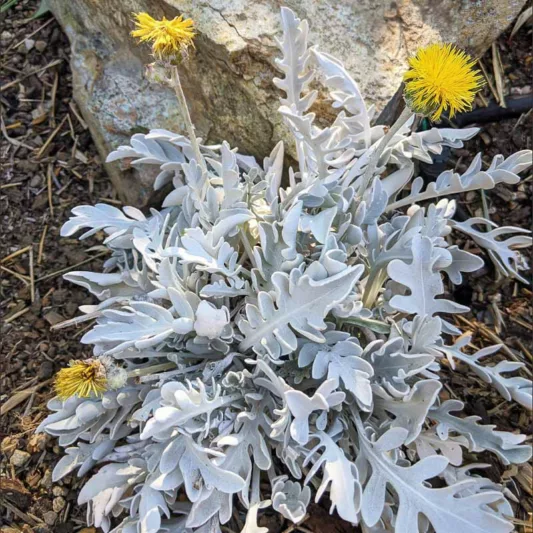 Centaurea ragusina, Silver Knapweed, Ragusa Knapweed, Dubrovnik Cornflower, Snowflake Dusty Miller, Centaurea clementei, Silver Foliage Plant, Evergreen Plant, Yellow Flowers