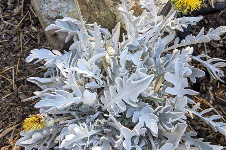 Centaurea ragusina, Silver Knapweed, Ragusa Knapweed, Dubrovnik Cornflower, Snowflake Dusty Miller, Centaurea clementei, Silver Foliage Plant, Evergreen Plant, Yellow Flowers