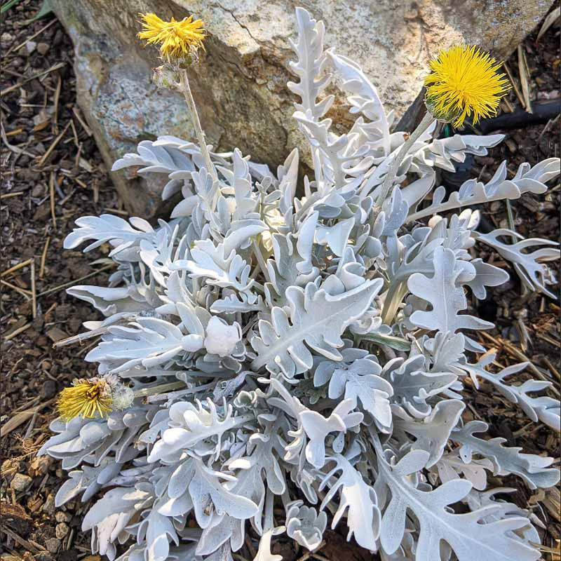 Centaurea ragusina (Silver Knapweed)