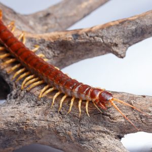 Centipede, Centipedes, Chilopoda, Beneficial Insect