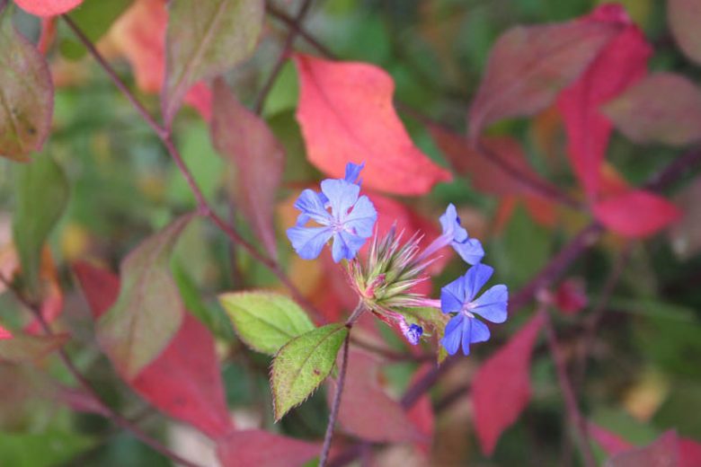 Ceratostigma willmottianum, Chinese Plumbago, Hardy Plumbago, Blue Flowers, Blue Groundcover