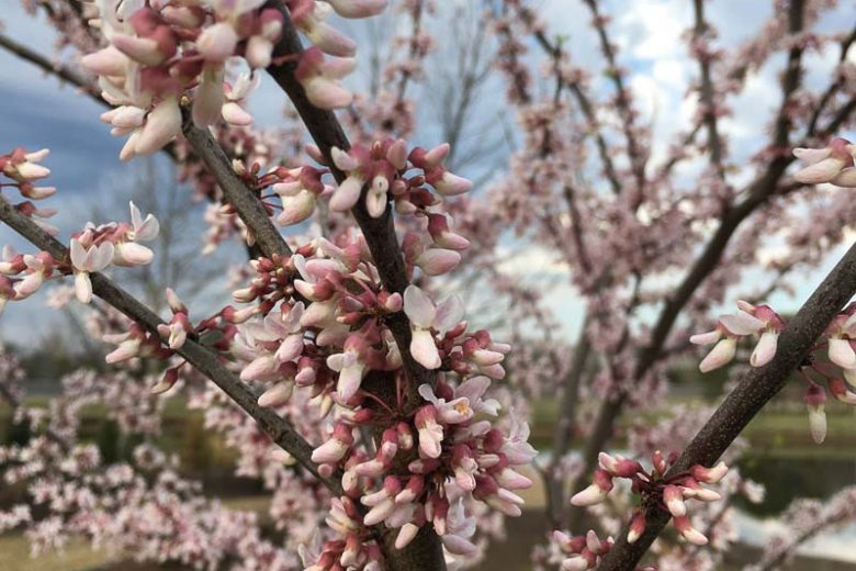 Cercis canadensis Cotton Candy, Eastern Redbud Cotton Candy, Shrub, Small Tree, Pink Flowers,