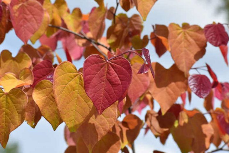 Cercis canadensis Flame Thrower, Eastern Redbud Flame Thrower, Shrub, Small Tree, Pink Flowers, Fall Color