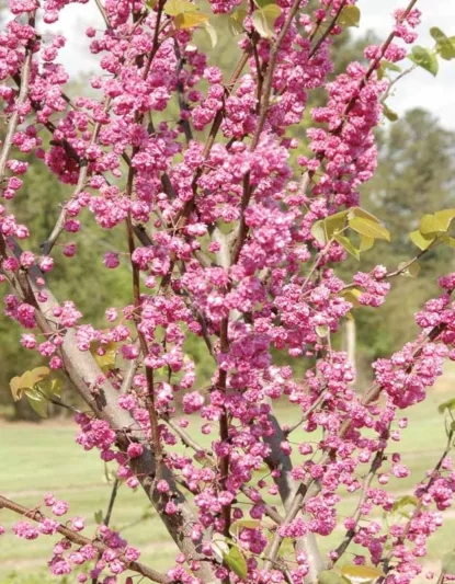 Cercis canadensis 'Pink Pom Poms', Eastern Redbud Pink Pom Poms, Shrub, Small Tree, Pink Flowers, Fall Color