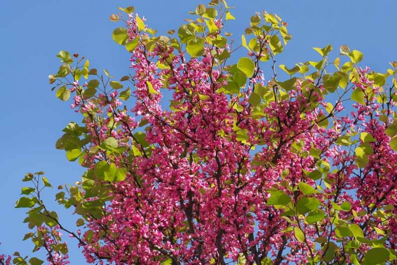 The Rising Sun Cercis, The Rising Sun Redbud, Cercis canadensis The Rising Sun, Cercis canadensis 'jn2', Eastern Redbud The Rising Sun, Small Tree, Spring Pink Flowers, Fall Color