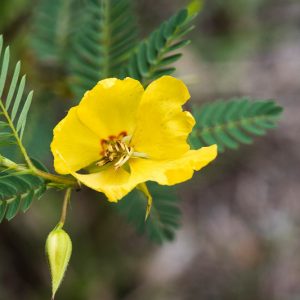 Chamaecrista fasciculata, Partridge Pea, Sleepingplant, Sensitive Plant, Golden Cassia, Prairie Senna, Yellow flowers