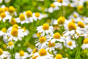 Chamomile - Gardenia