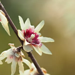 Chimonanthus praecox, Wintersweet, Japan All-Spice, Calycanthus praecox, Yellow Flowers,  Winter Flowers