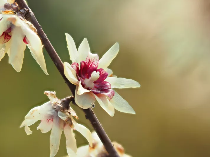 Chimonanthus praecox, Wintersweet, Japan All-Spice, Calycanthus praecox, Yellow Flowers,  Winter Flowers