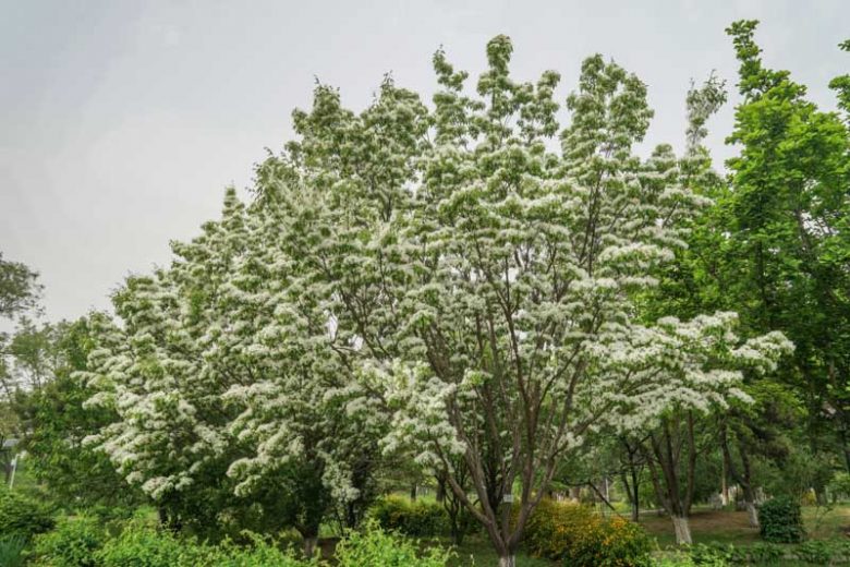Chionanthus retusus, Chinese Fringe Tree, Chinese Fringetree, Fragrant tree, White flowers, Fragrant flowers, berries, black berries