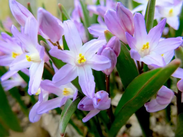 Chionodoxa Violet Beauty, Glory of the Snow Violet Beauty, Chionodoxa forbesii, Chionodoxa Luciliae, Chionodoxa Gigantea, Spring bulbs, Violet Spring Flowers