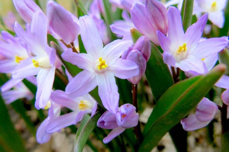 Chionodoxa Violet Beauty, Glory of the Snow Violet Beauty, Chionodoxa forbesii, Chionodoxa Luciliae, Chionodoxa Gigantea, Spring bulbs, Violet Spring Flowers