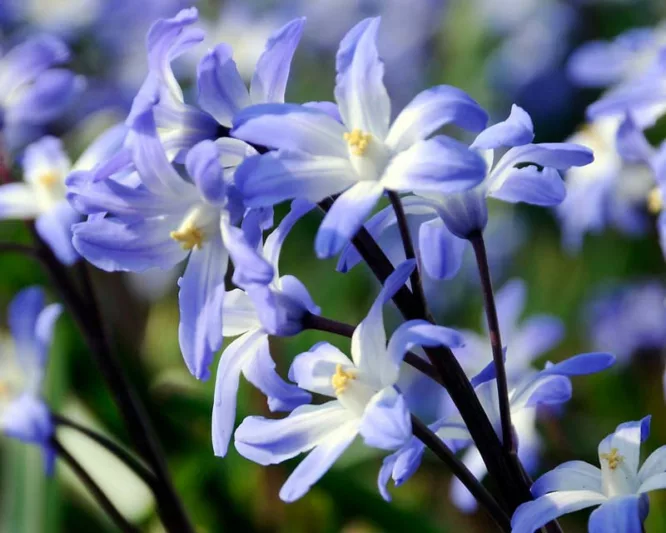 Chionodoxa Blue Giant, Glory of the Snow Blue Giant, Chionodoxa forbesii, Chionodoxa Luciliae, Chionodoxa Gigantea, Spring bulbs, Early Spring bloom, Late winter bloom