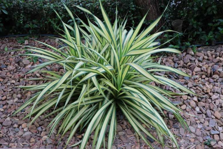 Chlorophytum comosum 'Variegata', Variegated Spider Plant, Variegated Spider Ivy, Variegated Ribbon Plant, Evergreen Perennial