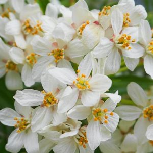 Choisya x dewitteana 'Aztec Pearl', Mexican Orange 'Aztec Pearl', white flowers, fragrant shrub, evergreen shrub