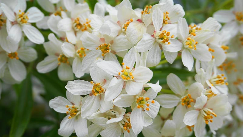 Choisya x dewitteana 'Aztec Pearl' (Mexican Orange)