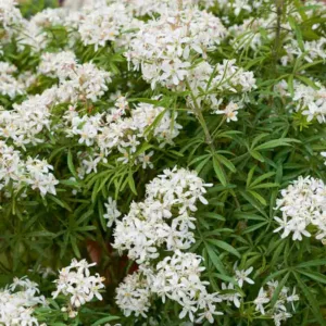 Choisya x dewitteana 'WHITE DAZZLER', Mexican Orange 'WHITE DAZZLER', white flowers, fragrant shrub, evergreen shrub